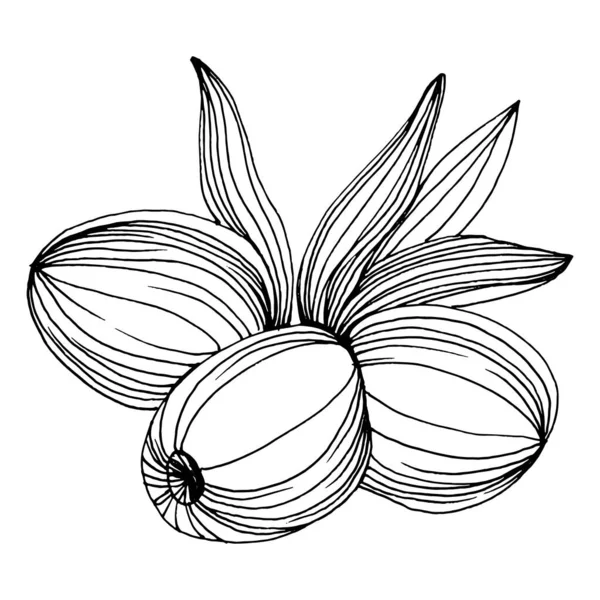 Olijfschets Element Olijftakken Geïsoleerd Vector Hand Tekening Wilde Bloem Voor — Stockvector