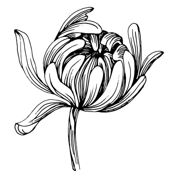 Kasımpatı Elle Çizilmiş Çiçek Dövmesi Sanat Tarzında Detaylı Çiçek Dövmesi — Stok Vektör