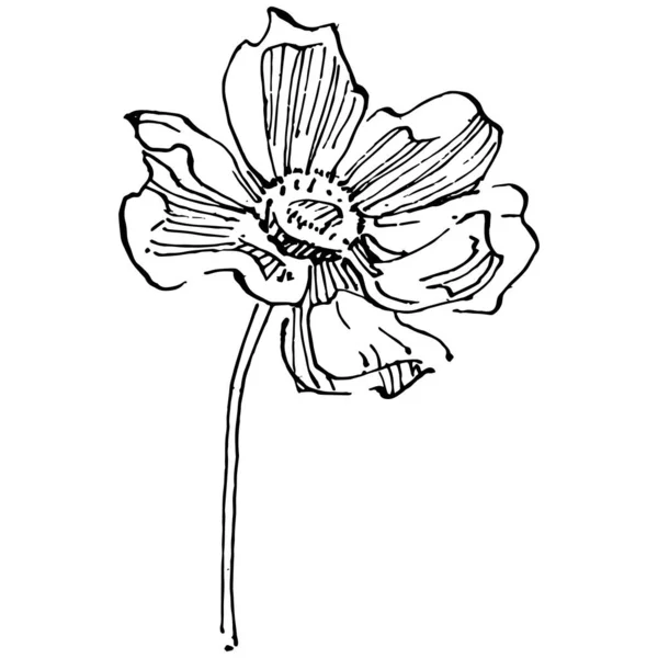 Cosmos Flor Mano Dibujo Logotipo Floral Cosmos Tatuaje Altamente Detallado — Vector de stock