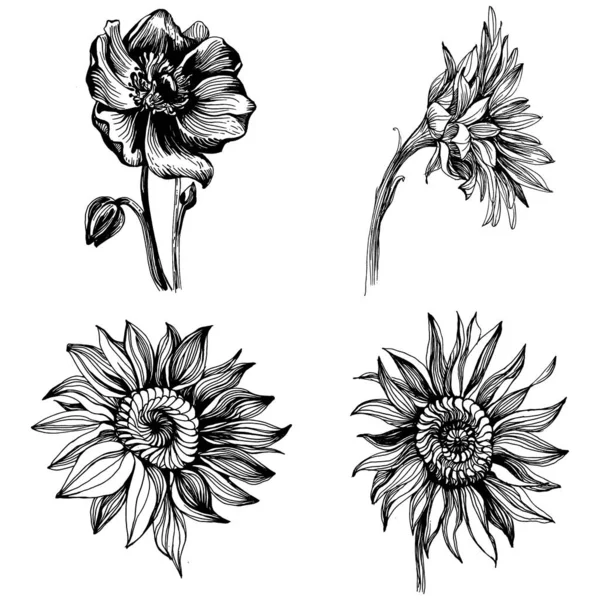 Solrosor Sätter Element Blommig Botanisk Blomma Isolerat Illustrationselement Vektor Hand — Stock vektor