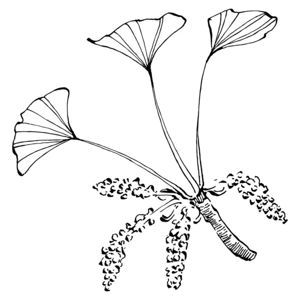 Ginkgo Planta Hierbas Mano Dibujo Boceto Tatuaje Floral Altamente Detallado — Vector de stock