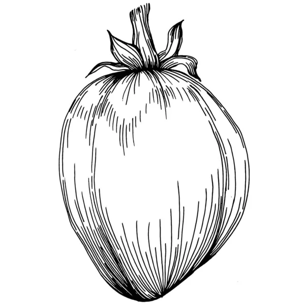 Tomate Éléments Isolés Croquis Légumes Illustration Vectorielle Style Gravé Produit — Image vectorielle