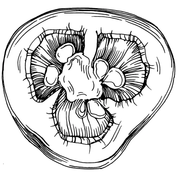 Illustrazione Vettoriale Schizzo Verdure Pepe Stile Inciso Prodotto Sul Mercato — Vettoriale Stock