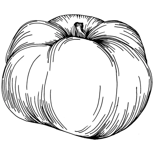 Tomaten Isolierte Elemente Gemüse Skizziert Vektorillustration Gravierter Stil Produkt Auf — Stockvektor