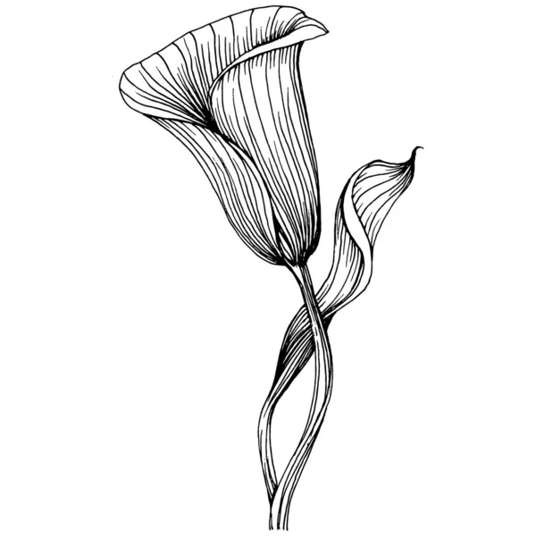 Κρίνο Του Λίλιου Ζωγραφιά Στο Χέρι Lilium Floral Λογότυπο Τατουάζ — Διανυσματικό Αρχείο