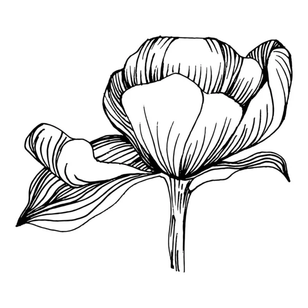 Şakayık çiçeği. Bitkisel şakayıklar. İzole illüstrasyon elementi. Arkaplan, doku, ambalaj deseni, çerçeve veya kenar çizimi için vektör el.