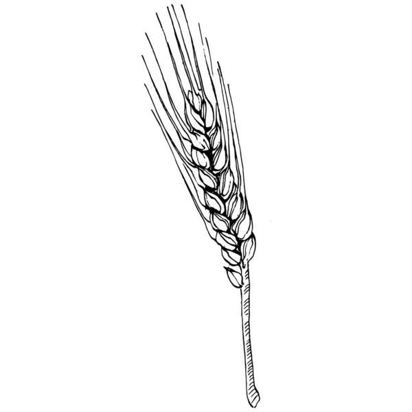 Buğday Kulaklı Çizimleri Korunma Güvenliğin Eski Bir Sembolü Kütük Için — Stok Vektör