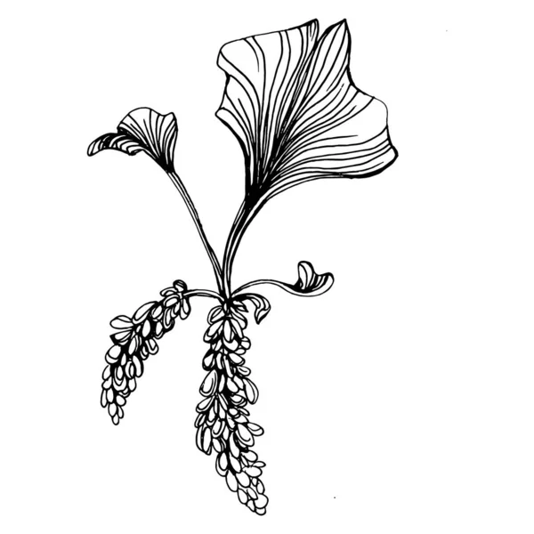 Ginkgo Planta Hierbas Mano Dibujo Boceto Tatuaje Floral Altamente Detallado — Vector de stock