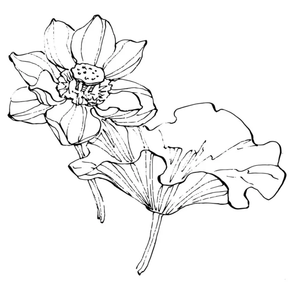 Цветок Лотоса Цветочный Ботанический Цветок Изолированный Элемент Иллюстрации Векторный Ручной — стоковый вектор