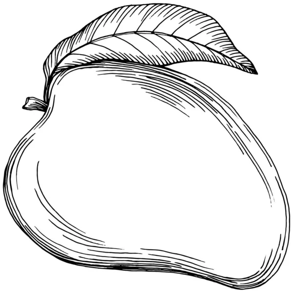 Mango Tropické Ovoce Skica Kreslení Vektor Vyryté Izolované Organické Potraviny — Stockový vektor