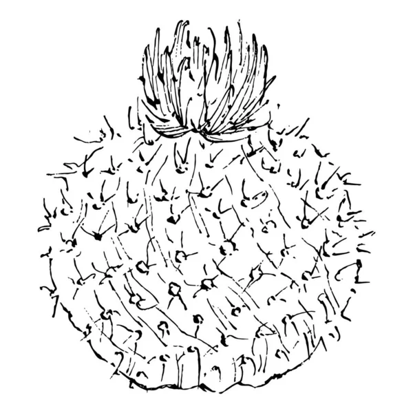 Cacti Mengisolasi Ilustrasi Pada Latar Belakang Putih Ikon Kaktus Atau - Stok Vektor