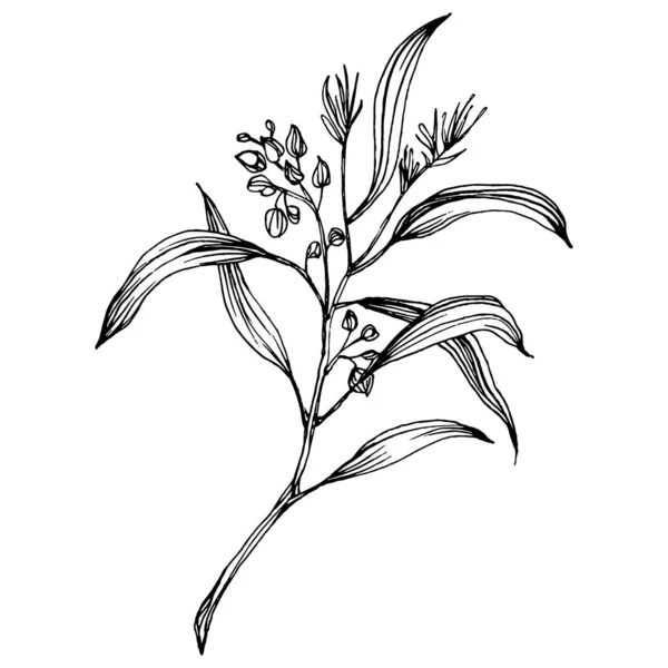 유칼립투스 잎이야 식물학적 독자적 텍스처 프레임 테두리를 손으로 그리는 — 스톡 벡터