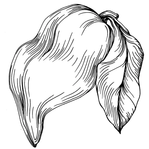 Pepper Vegetables Sketch Vector Illustration Engraved Style Product Agricultural Market — Stock Vector