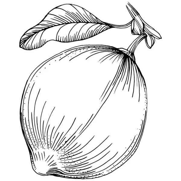 Vektorová Ruka Nakreslila Citron Nebo Citron Exotická Rostlina Listovým Náčrtem — Stockový vektor