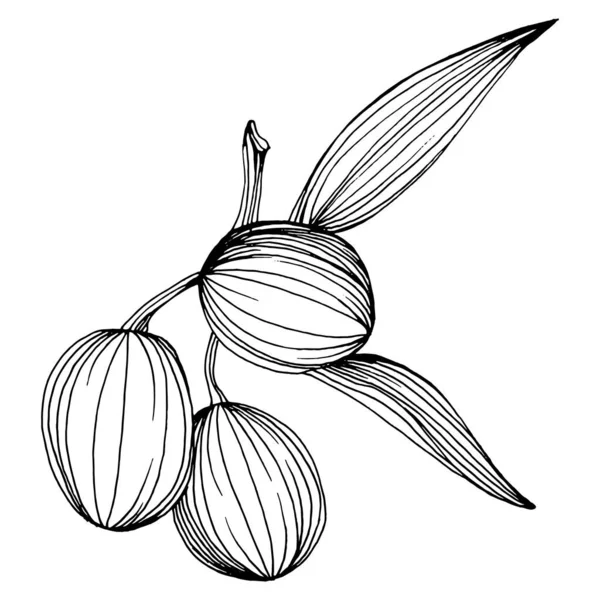 Elemento Boceto Olivo Ramas Olivo Aisladas Dibujo Mano Vectorial Flor — Vector de stock