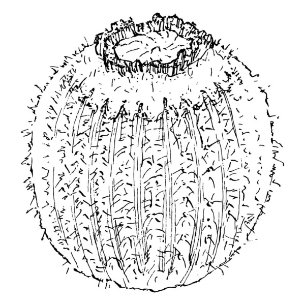 Cacti Mengisolasi Ilustrasi Pada Latar Belakang Putih Ikon Kaktus Atau - Stok Vektor