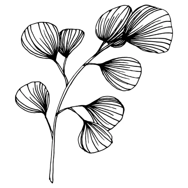 Feuilles Eucalyptus Fleur Botanique Florale Élément Illustration Isolé Dessin Vectoriel — Image vectorielle