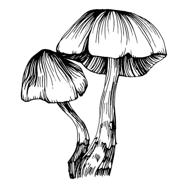 Mushroom Illustration Sketch Logo Mushrooms Tattoo Highly Detailed Line Art Stock Vector Image