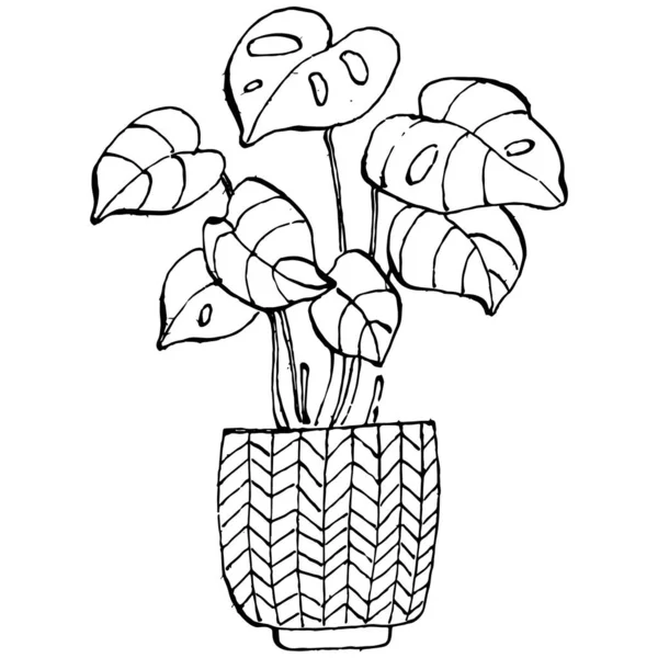 Inicio Planta Macetas Bosquejo Esquema Dibujo Ilustración Aislada Flores Crecimiento — Vector de stock