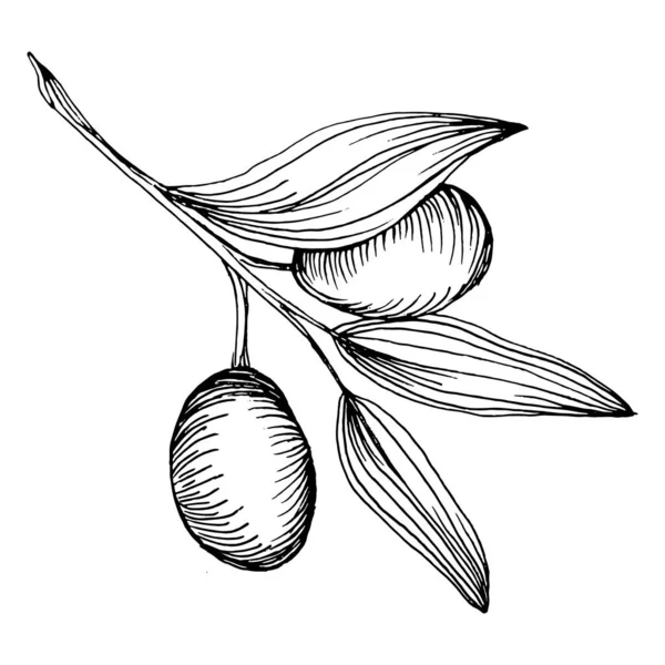 Element Szkicu Oliwkowego Gałęzie Oliwne Odizolowane Wektor Ręcznie Rysunku Dziki — Wektor stockowy