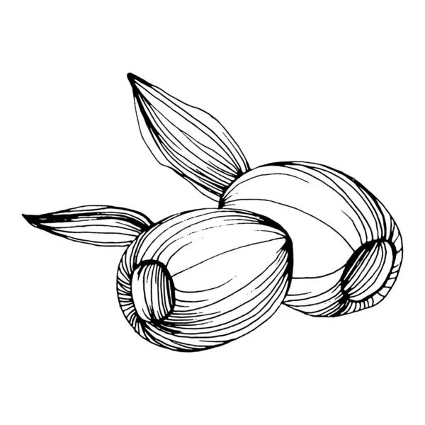 Elemento Boceto Olivo Ramas Olivo Aisladas Dibujo Mano Vectorial Flor — Archivo Imágenes Vectoriales