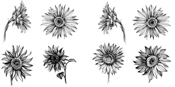 Ηλιοτρόπια Σύνολο Στοιχείων Φυτικό Βοτανικό Λουλούδι Μεμονωμένο Στοιχείο Απεικόνισης Διάνυσμα — Διανυσματικό Αρχείο