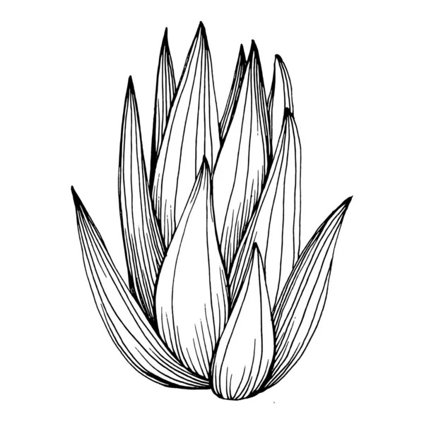 Lezzetli bir çiçek. Bitki bitkileri botanik kaktüsleri. İzole illüstrasyon elementi. Arkaplan, doku, ambalaj deseni, çerçeve veya kenar çizimi için vektör el.