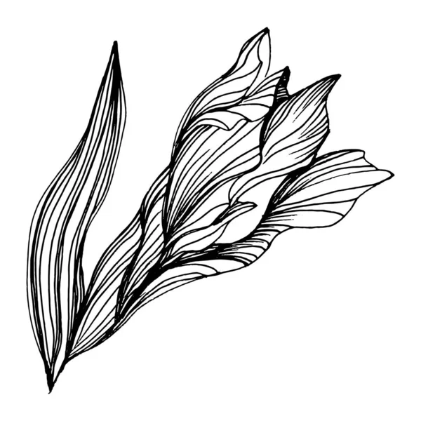 Ирисский Цветок Цветочный Ботанический Цветок Изолированный Элемент Иллюстрации Векторный Ручной — стоковый вектор