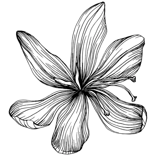 Flor Azafrán Azafrán Flor Botánica Floral Elemento Ilustración Aislado Dibujo — Archivo Imágenes Vectoriales