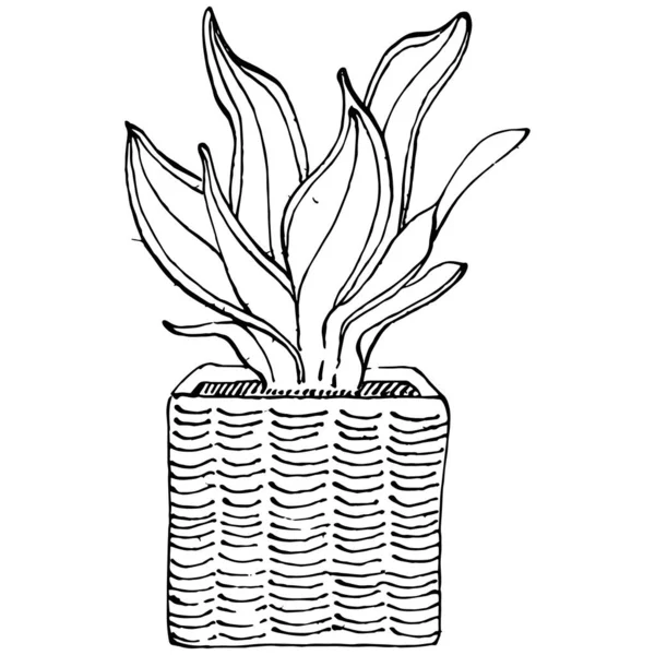 Home Plant Pots Sketch Outline Drawing Isolated Illustration Growing Flowers — Stock Vector