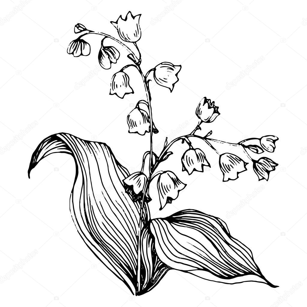 Lily of the valley by hand drawing. May-lily floral logo or tattoo highly detailed in line art style concept. Black and white clip art isolated. Antique vintage engraving illustration for emblem.