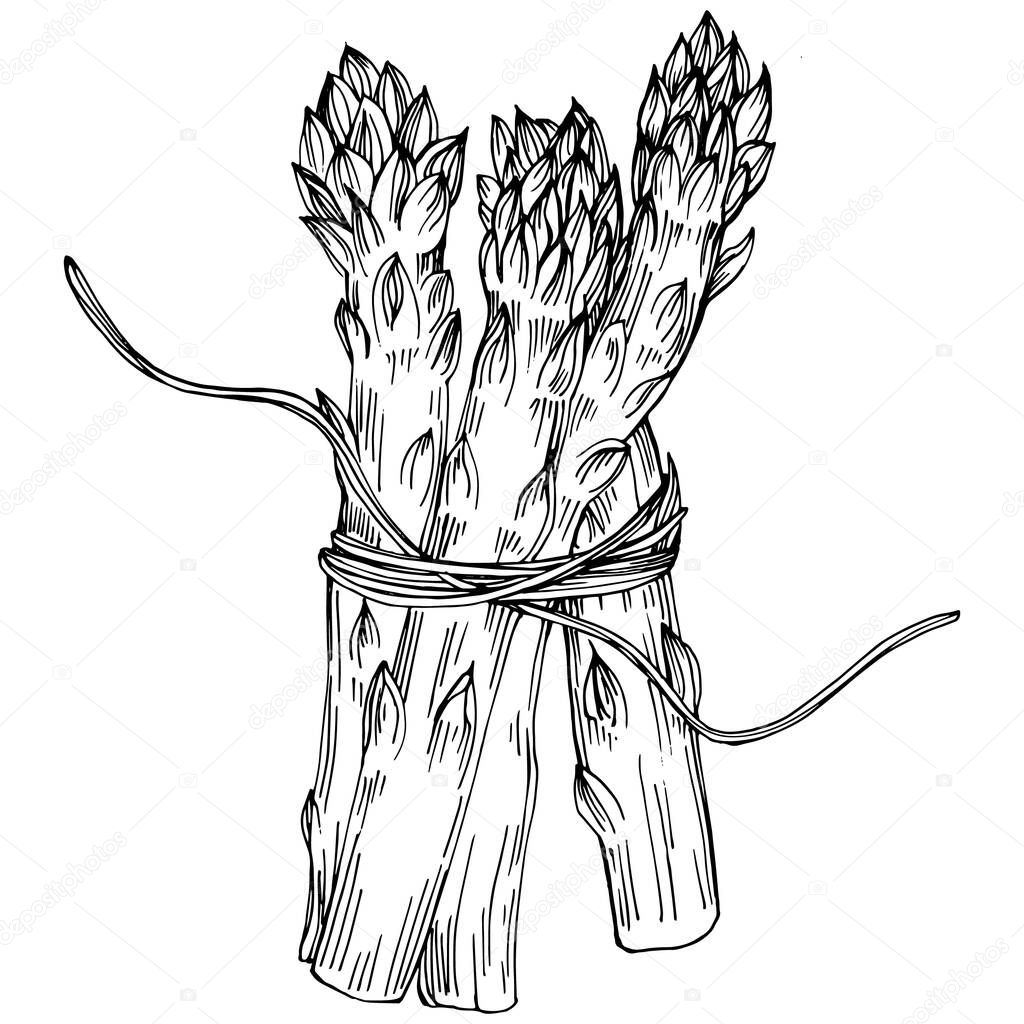 Asparagus isolated hand drawn illustration. Food vegetable engraved style object. Great for menu, label, icon, cover, social post.