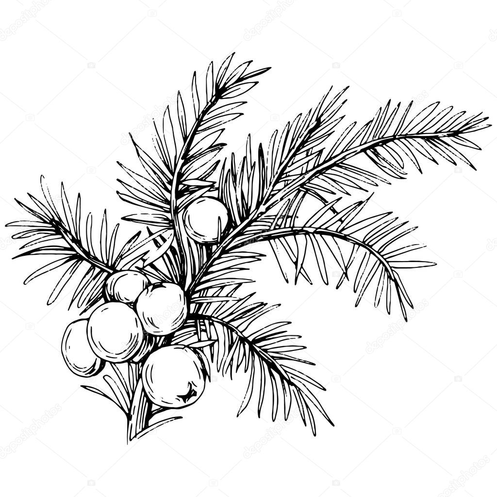 Juniper vector drawing. Isolated vintage illustration of berry on branch. Organic essential oil engraved style sketch. Beauty and spa, cosmetic ingredient. Great for label, poster, flyer, packagin