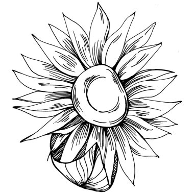 Ayçiçeği. Çiçekli botanik çiçeği. İzole illüstrasyon elementi. Arkaplan, doku, ambalaj deseni, çerçeve veya kenar çizimi için vektör el.