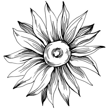 Ayçiçeği. Çiçekli botanik çiçeği. İzole illüstrasyon elementi. Arkaplan, doku, ambalaj deseni, çerçeve veya kenar çizimi için vektör el.