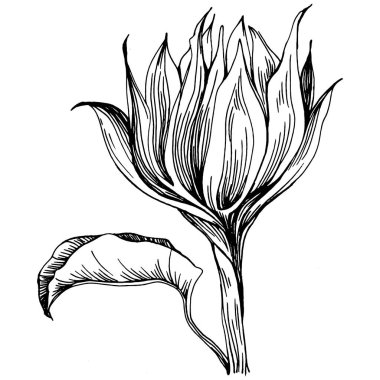 Ayçiçeği. Çiçekli botanik çiçeği. İzole illüstrasyon elementi. Arkaplan, doku, ambalaj deseni, çerçeve veya kenar çizimi için vektör el.