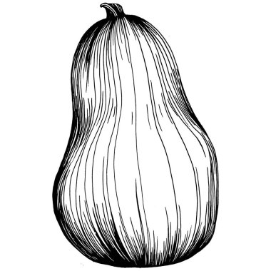 Balkabağı vektörü çizimi el çizimi. İşlenmiş stil illüstrasyonlu izole bir nesne. Ayrıntılı vejetaryen yemeği. Çiftlik pazarı ürünü. Tasarım logosu, menü, etiket, simge, pul için en iyisi.