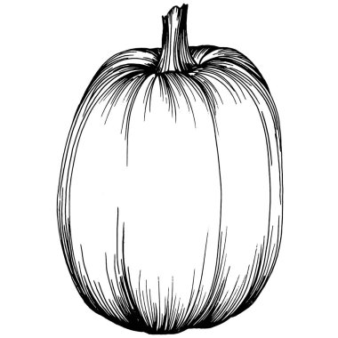 Balkabağı vektörü çizimi el çizimi. İşlenmiş stil illüstrasyonlu izole bir nesne. Ayrıntılı vejetaryen yemeği. Çiftlik pazarı ürünü. Tasarım logosu, menü, etiket, simge, pul için en iyisi.