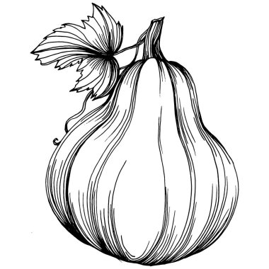 Balkabağı vektörü çizimi el çizimi. İşlenmiş stil illüstrasyonlu izole bir nesne. Ayrıntılı vejetaryen yemeği. Çiftlik pazarı ürünü. Tasarım logosu, menü, etiket, simge, pul için en iyisi.