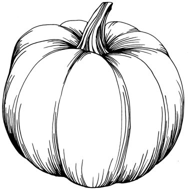 Balkabağı vektörü çizimi el çizimi. İşlenmiş stil illüstrasyonlu izole bir nesne. Ayrıntılı vejetaryen yemeği. Çiftlik pazarı ürünü. Tasarım logosu, menü, etiket, simge, pul için en iyisi.