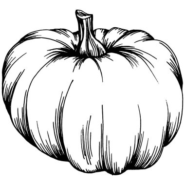 Balkabağı vektörü çizimi el çizimi. İşlenmiş stil illüstrasyonlu izole bir nesne. Ayrıntılı vejetaryen yemeği. Çiftlik pazarı ürünü. Tasarım logosu, menü, etiket, simge, pul için en iyisi.