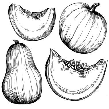 Balkabağı vektörü çizimi el çizimi. İşlenmiş stil illüstrasyonlu izole bir nesne. Ayrıntılı vejetaryen yemeği. Çiftlik pazarı ürünü. Tasarım logosu, menü, etiket, simge, pul için en iyisi.