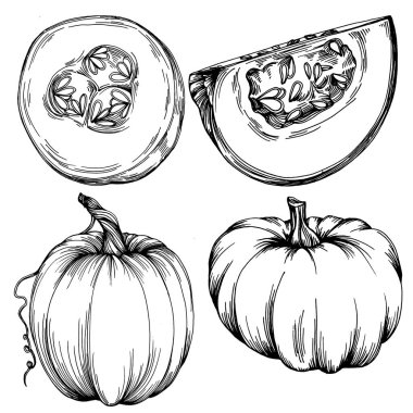 Balkabağı vektörü çizimi el çizimi. İşlenmiş stil illüstrasyonlu izole bir nesne. Ayrıntılı vejetaryen yemeği. Çiftlik pazarı ürünü. Tasarım logosu, menü, etiket, simge, pul için en iyisi.