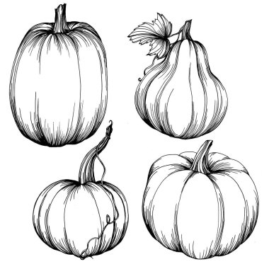 Balkabağı vektörü çizimi el çizimi. İşlenmiş stil illüstrasyonlu izole bir nesne. Ayrıntılı vejetaryen yemeği. Çiftlik pazarı ürünü. Tasarım logosu, menü, etiket, simge, pul için en iyisi.