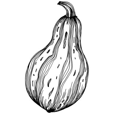 Cadılar bayramı için balkabağı resmi çizilmiş balkabağı resmi. İşleme sonbaharı. Yemek pişirmek için hasat.