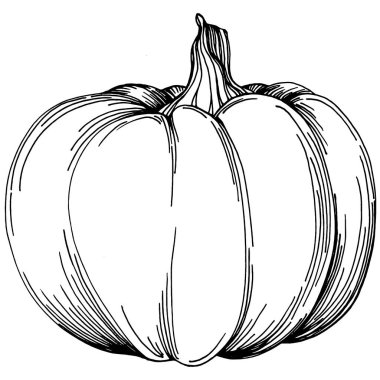 Cadılar bayramı için balkabağı resmi çizilmiş balkabağı resmi. İşleme sonbaharı. Yemek pişirmek için hasat.