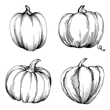 Cadılar bayramı için balkabağı resmi çizilmiş balkabağı resmi. İşleme sonbaharı. Yemek pişirmek için hasat.