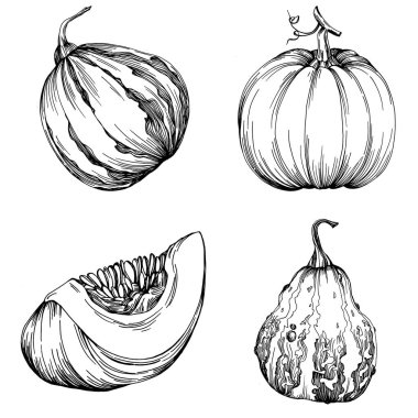 Cadılar bayramı için balkabağı resmi çizilmiş balkabağı resmi. İşleme sonbaharı. Yemek pişirmek için hasat.