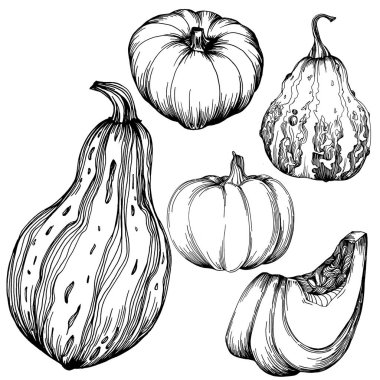 Cadılar bayramı için balkabağı resmi çizilmiş balkabağı resmi. İşleme sonbaharı. Yemek pişirmek için hasat.