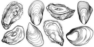 Deniz ürünleri menüsü için amblem ya da amblemin kabartma stili işlenmiş istiridye vektörü, öğle yemeği. Klasik Amerikan et lokantası ya da Fransız büfesi aperatifi..